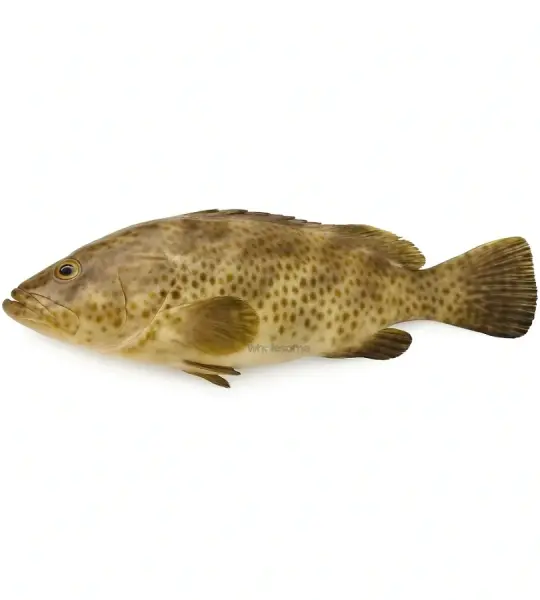 Hamour (Gissar)