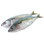 Indian Mackerel (Bangda)