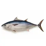Indian Mackerel (Bangda)