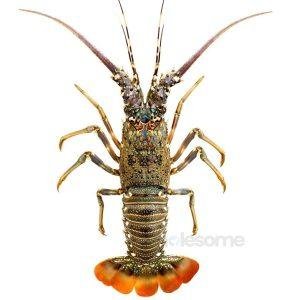 Lobsters & Crabs