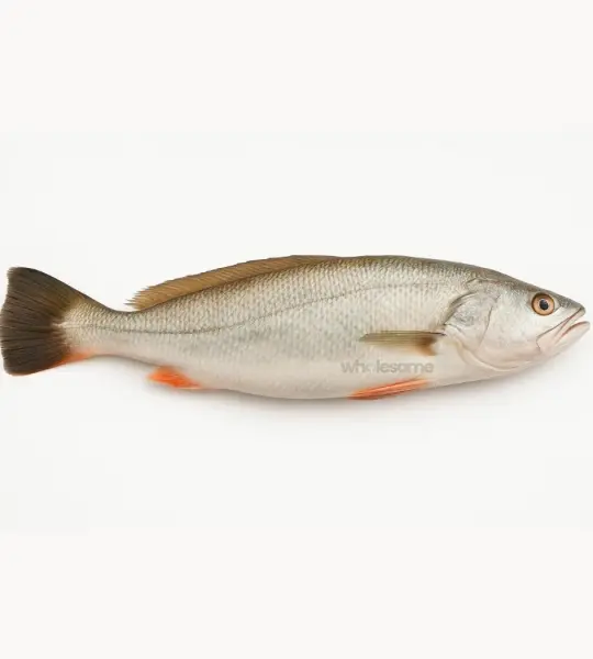 Tigertooth Croaker (Mushka)