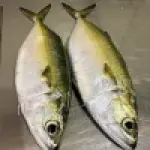 Indian Mackerel (Bangda)